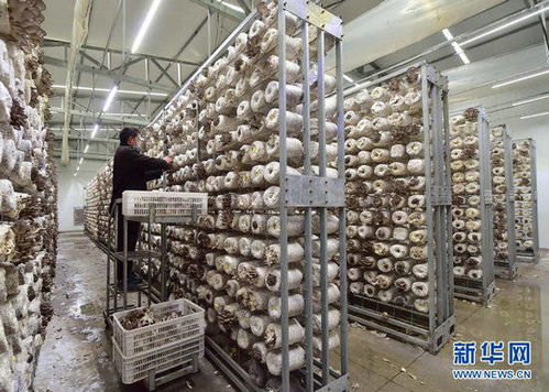 河北贊皇 食用菌工廠化生產忙 凈水劑產業協同發展